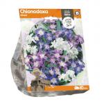 Baltus Chionodoxa Mixed bloembollen per 10 stuks